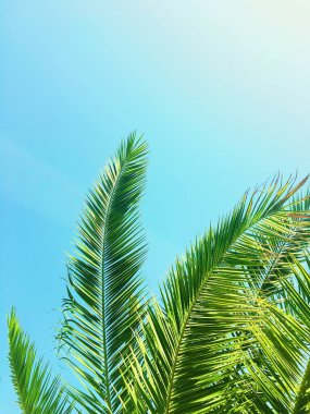 Palmiye yaprakları ve gökyüzü, yaz yolculuğu arka planı