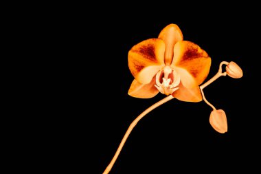 Çiçek açan orkide, soyut çiçek arkaplanı