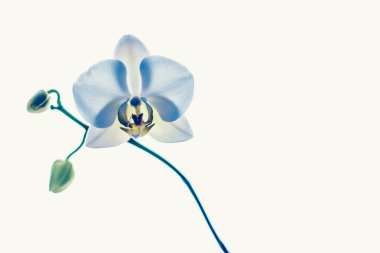 Çiçek açan orkide, soyut çiçek arkaplanı