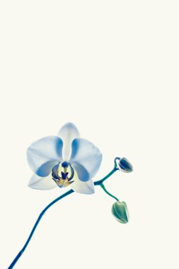 Çiçek açan orkide, soyut çiçek arkaplanı