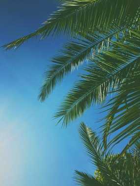 Palmiye yaprakları ve gökyüzü, yaz yolculuğu arka planı