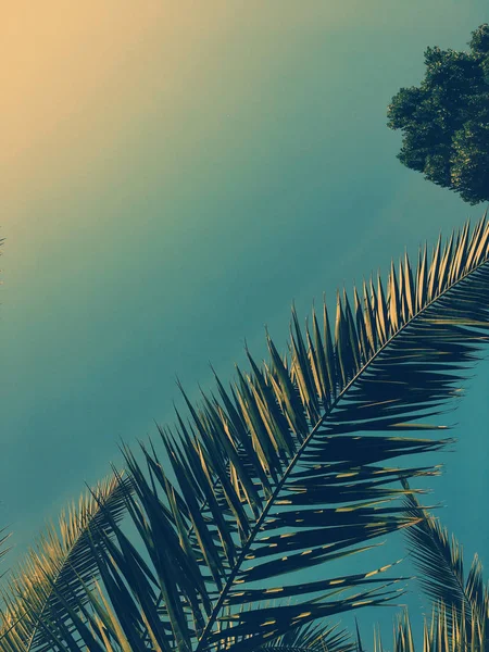 棕榈树叶和天，夏天旅行背景 — 图库照片