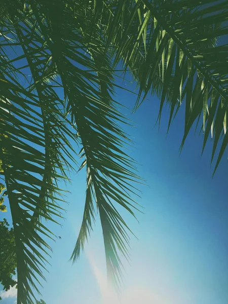 Hojas de palmera y el cielo, fondo de viaje de verano — Foto de Stock