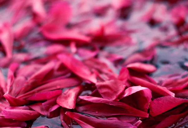 Fond floral abstrait romantique, pétales de fleurs roses dans l'eau — Photo