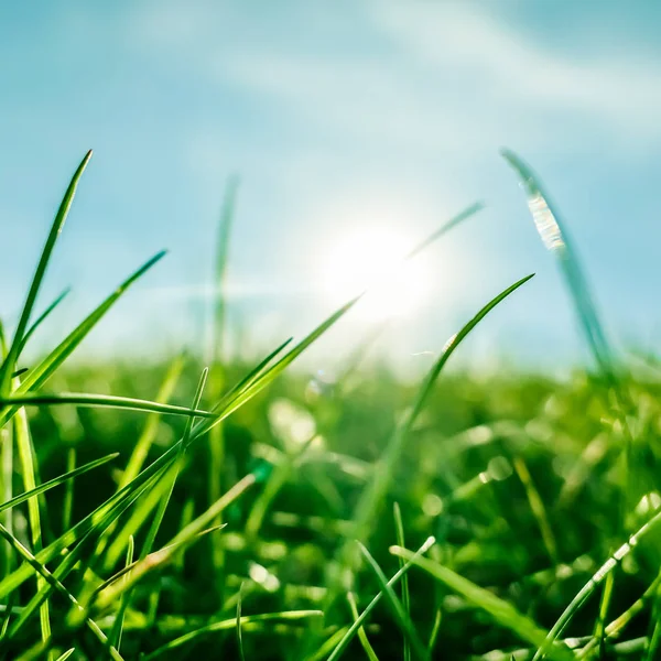 Fresh grass and sunny blue sky on a green field at sunrise, natu