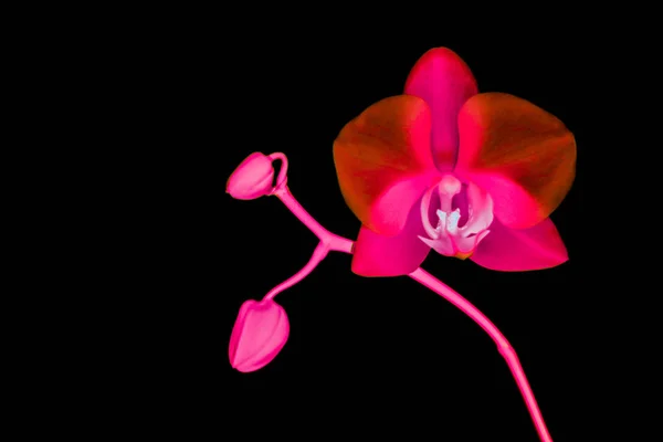 Orchidee bloem in bloei, abstracte bloem kunst achtergrond — Stockfoto