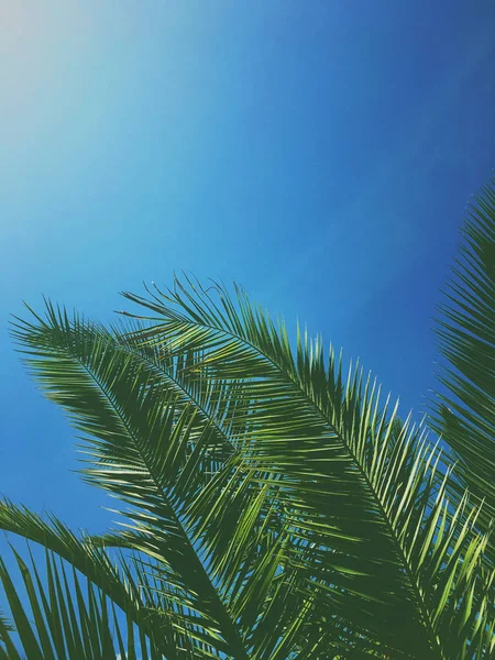 Hojas de palmera y el cielo, fondo de viaje de verano — Foto de Stock