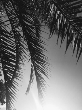 Palmiye yaprakları ve gökyüzü, yaz yolculuğu arka planı