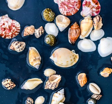 Deniz kabuğu arka plan, yaz hedef ve plaj tatil t