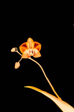 Çiçek açan orkide, soyut çiçek arkaplanı