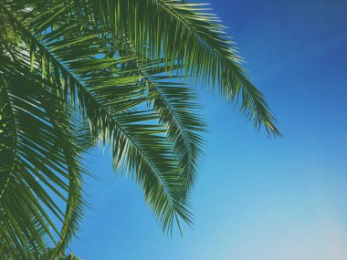 Palmiye yaprakları ve gökyüzü, yaz yolculuğu arka planı