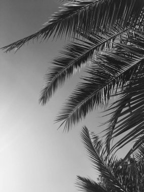 Palmiye yaprakları ve gökyüzü, yaz yolculuğu arka planı