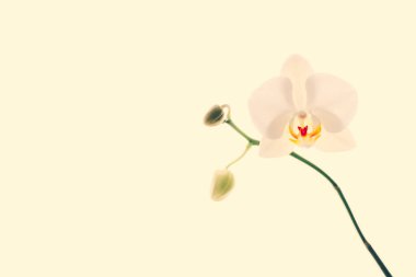 Çiçek açan orkide, soyut çiçek arkaplanı