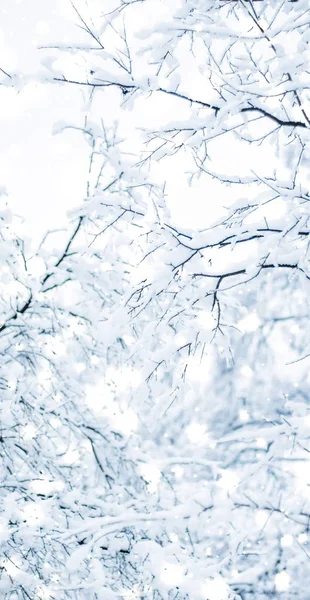 冬休みの背景、光沢のある雪と共同で自然の風景 — ストック写真