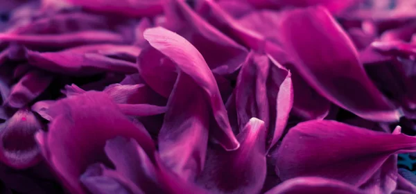 Fondo floral abstracto, pétalos de flores moradas en agua — Foto de Stock