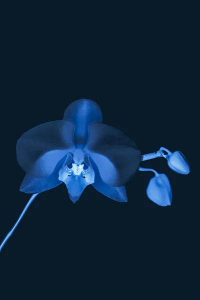 Orchideenblume in Blüte, abstrakte florale Kunst Hintergrund — Stockfoto