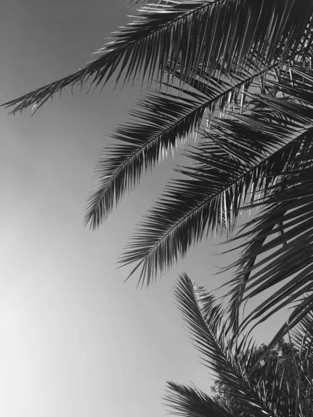 Hojas de palmera y el cielo, fondo de viaje de verano — Foto de Stock