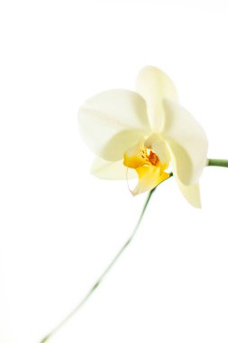 Çiçek açan orkide, soyut çiçek arkaplanı