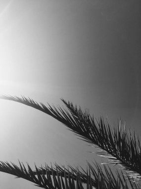 Palmiye yaprakları ve gökyüzü, yaz yolculuğu arka planı