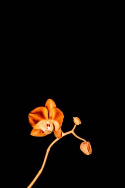 Çiçek açan orkide, soyut çiçek arkaplanı