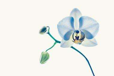 Çiçek açan orkide, soyut çiçek arkaplanı