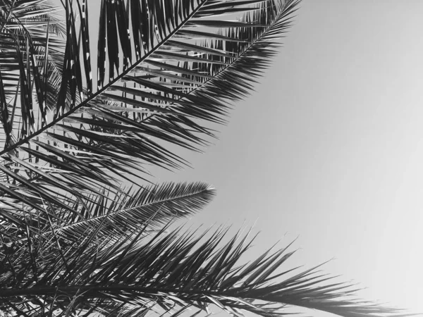 Hojas de palmera y el cielo, fondo de viaje de verano — Foto de Stock