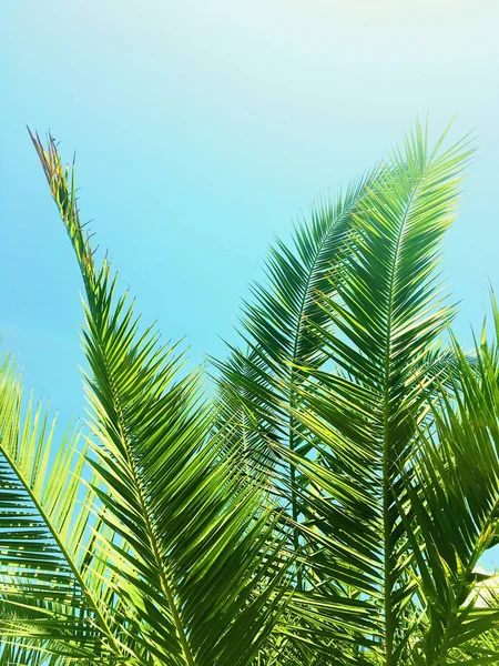 Palmiye yaprakları ve gökyüzü, yaz yolculuğu arka planı