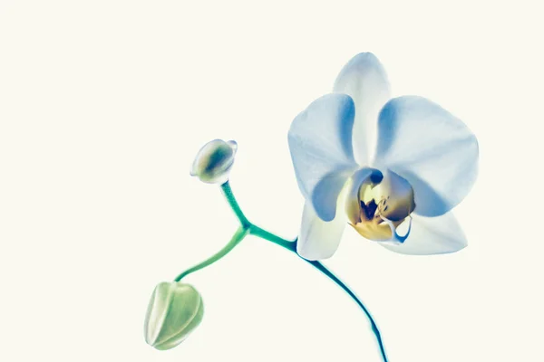 Flor de orquídea en flor, fondo abstracto de arte floral — Foto de Stock
