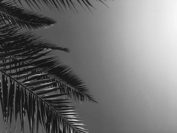 Palm tree leaves and the sky, summertime travel background — Stock Photo, Image