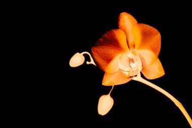 Çiçek açan orkide, soyut çiçek arkaplanı