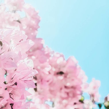 Bir rüya bahçesinde pastel pembe çiçeklenme çiçekler ve mavi gökyüzü, Flo