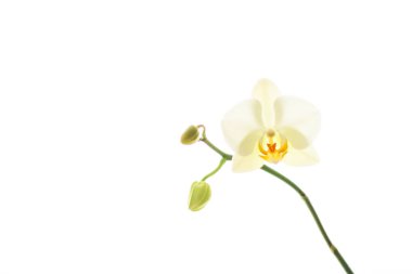 Çiçek açan orkide, soyut çiçek arkaplanı