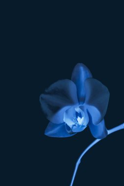 Çiçek açan orkide, soyut çiçek arkaplanı