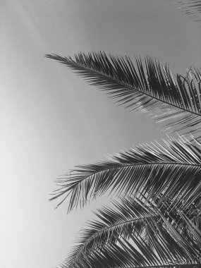 Palmiye yaprakları ve gökyüzü, yaz yolculuğu arka planı