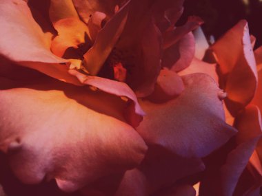 Gün batımında harika çiçek açan gül çiçeği, çiçek güzelliği backgrou