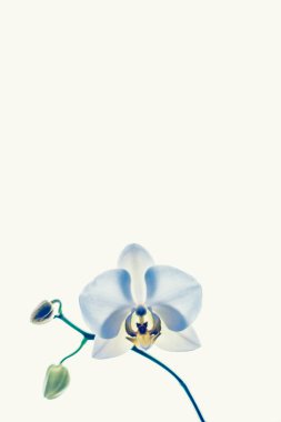 Çiçek açan orkide, soyut çiçek arkaplanı