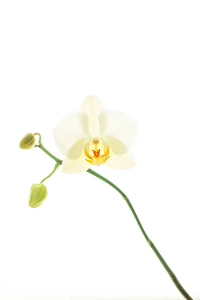 Orchideenblume in Blüte, abstrakte florale Kunst Hintergrund — Stockfoto