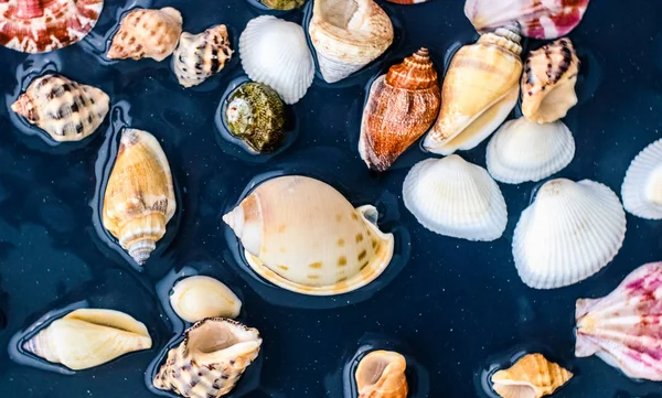 Deniz kabuğu arka plan, yaz hedef ve plaj tatil t