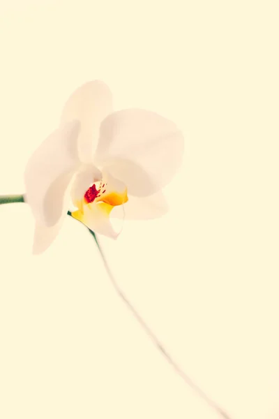 Flor de orquídea en flor, fondo abstracto de arte floral —  Fotos de Stock