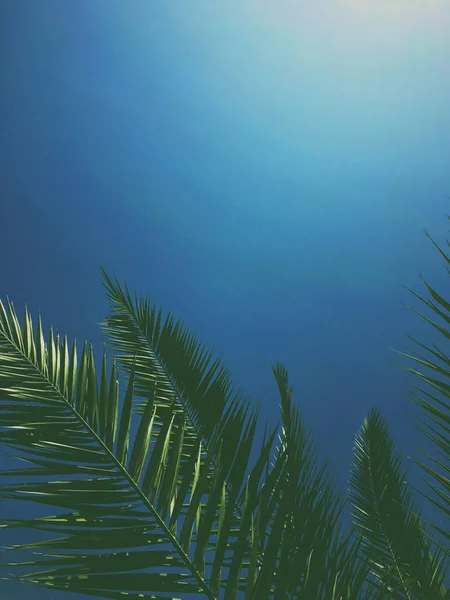 Hojas de palmera y el cielo, fondo de viaje de verano — Foto de Stock