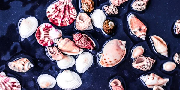 海の貝殻の背景、夏の目的地とビーチホリデーt — ストック写真