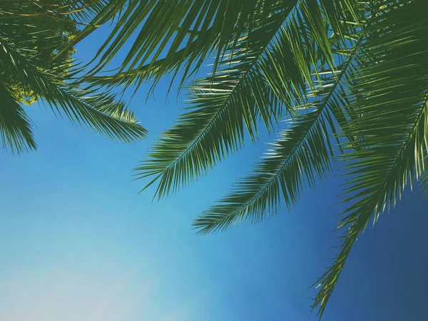 Palmiye yaprakları ve gökyüzü, yaz yolculuğu arka planı