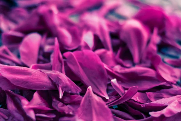 Soyut çiçek arka plan, suda Mor çiçek yaprakları