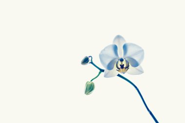 Çiçek açan orkide, soyut çiçek arkaplanı