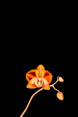 Çiçek açan orkide, soyut çiçek arkaplanı