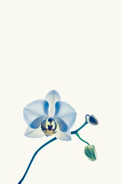 Çiçek açan orkide, soyut çiçek arkaplanı