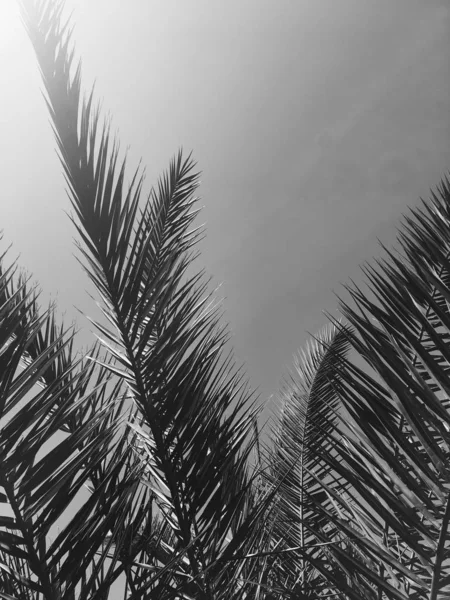 Folhas de palmeira e o céu, verão viagem fundo — Fotografia de Stock