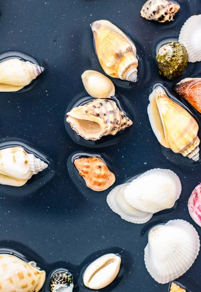 Deniz kabuğu arka plan, yaz hedef ve plaj tatil t