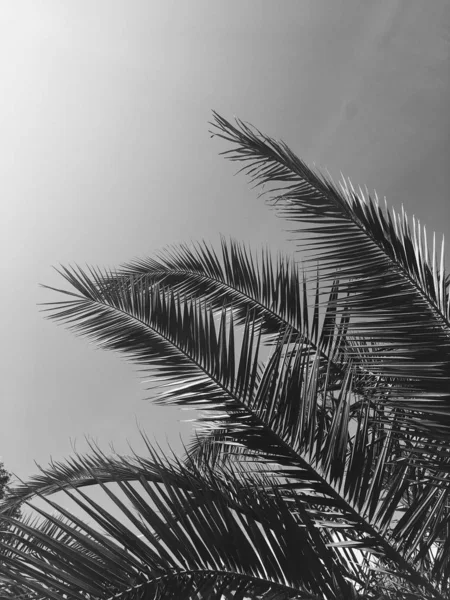 Feuilles de palmier et ciel, fond de voyage estival — Photo