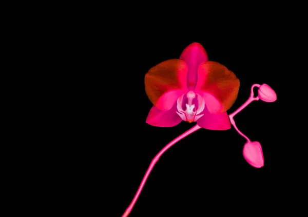 Orchideenblume in Blüte, abstrakte florale Kunst Hintergrund — Stockfoto